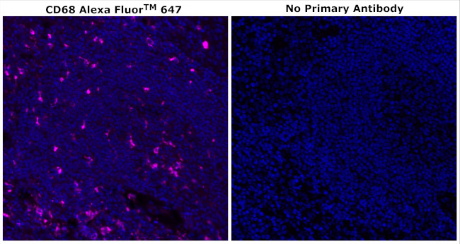 CD68 Antibody in Immunohistochemistry (Paraffin) (IHC (P))