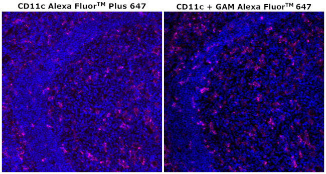 CD11c Antibody in Immunohistochemistry (Paraffin) (IHC (P))