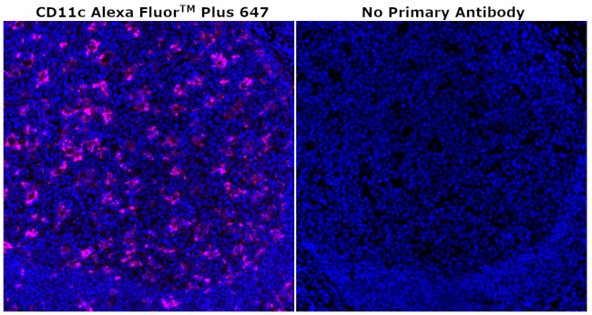 CD11c Antibody in Immunohistochemistry (Paraffin) (IHC (P))