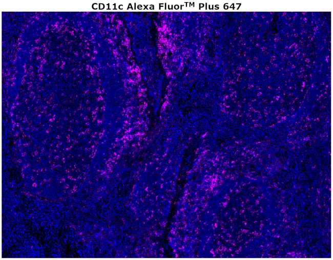 CD11c Antibody in Immunohistochemistry (Paraffin) (IHC (P))