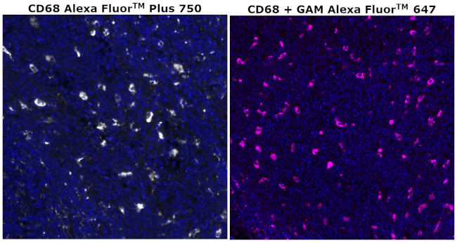 CD68 Antibody in Immunohistochemistry (Paraffin) (IHC (P))