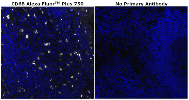 CD68 Antibody in Immunohistochemistry (Paraffin) (IHC (P))