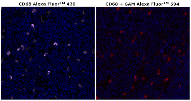 CD68 Antibody in Immunohistochemistry (Paraffin) (IHC (P))