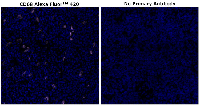 CD68 Antibody in Immunohistochemistry (Paraffin) (IHC (P))