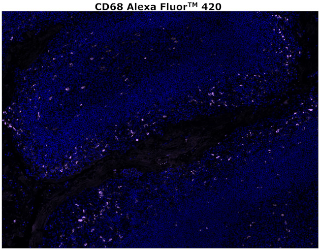 CD68 Antibody in Immunohistochemistry (Paraffin) (IHC (P))