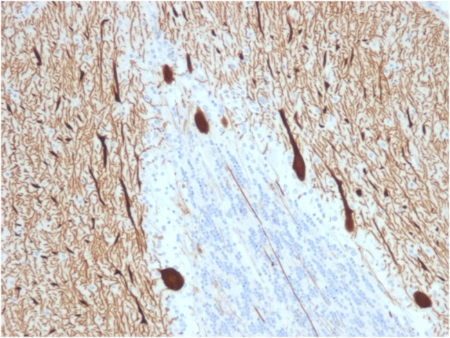 Carbonic Anhydrase VIII Antibody in Immunohistochemistry (Paraffin) (IHC (P))