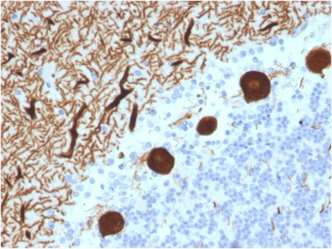 Carbonic Anhydrase VIII Antibody in Immunohistochemistry (Paraffin) (IHC (P))