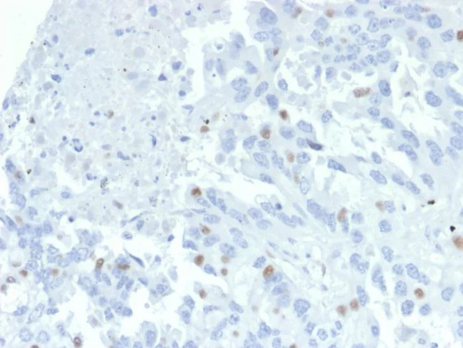 ZNF232 (Transcription Factor) Antibody in Immunohistochemistry (Paraffin) (IHC (P))