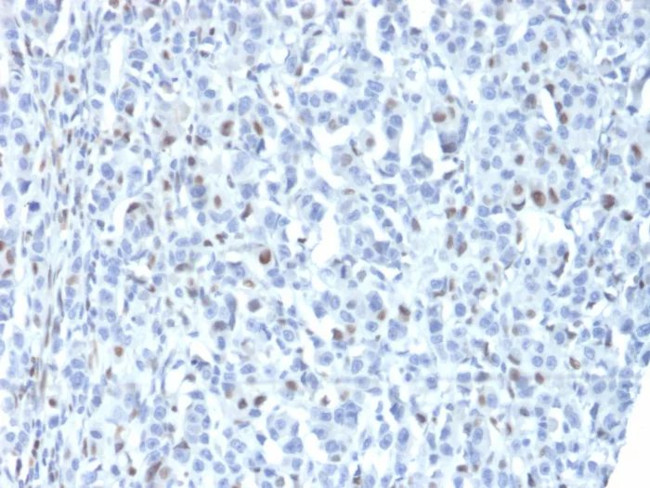 ZNF232 (Transcription Factor) Antibody in Immunohistochemistry (Paraffin) (IHC (P))