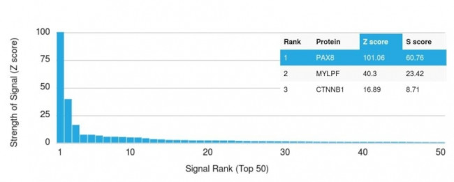 PAX8 (Renal Cell Marker) Antibody in Peptide array (ARRAY)