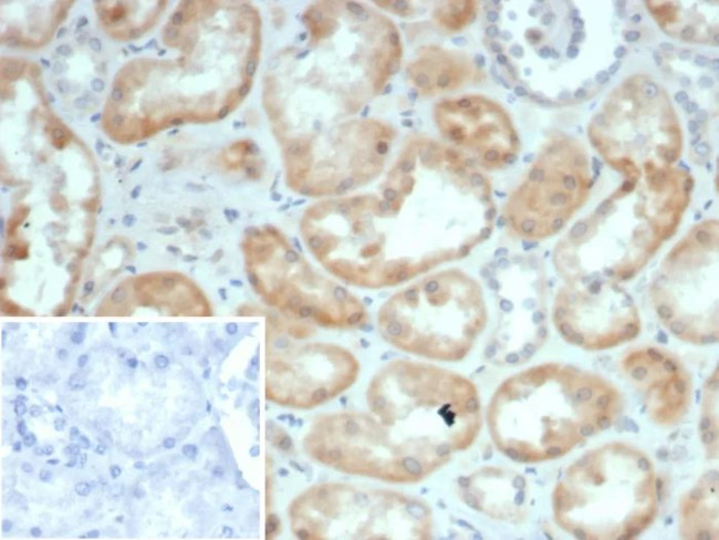 S100G (S100 calcium binding protein G) Antibody in Immunohistochemistry (Paraffin) (IHC (P))