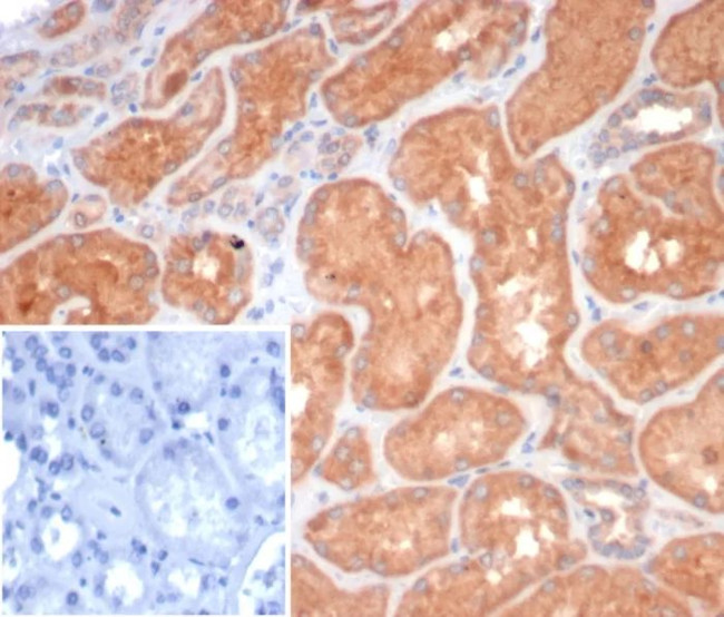 S100G (S100 calcium binding protein G) Antibody in Immunohistochemistry (Paraffin) (IHC (P))