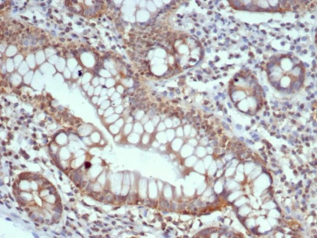 S100G (S100 calcium binding protein G) Antibody in Immunohistochemistry (Paraffin) (IHC (P))