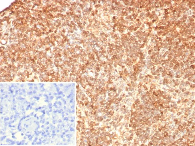 S100G (S100 calcium binding protein G) Antibody in Immunohistochemistry (Paraffin) (IHC (P))