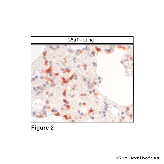 C5a1, Complement C5a Receptor 1 Antibody in Immunohistochemistry (Paraffin) (IHC (P))