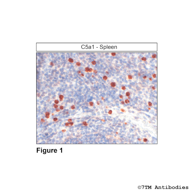 C5a1, Complement C5a Receptor 1 Antibody in Immunohistochemistry (Paraffin) (IHC (P))