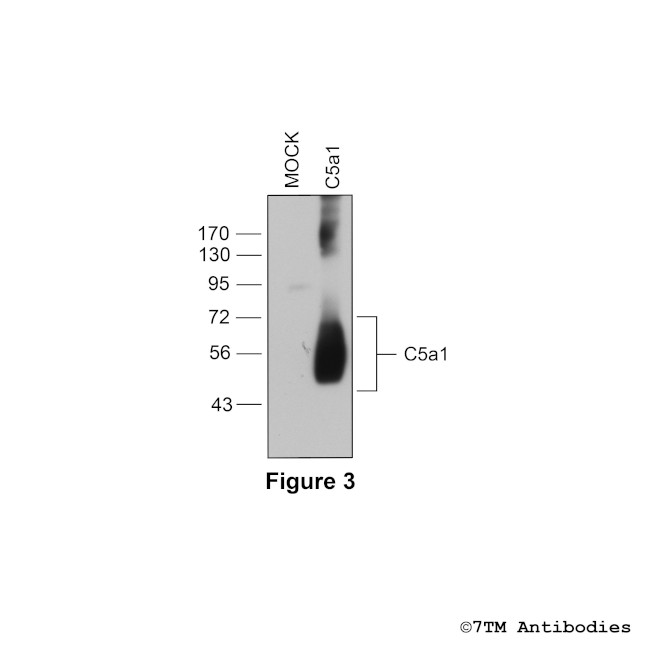 C5a1, Complement C5a Receptor 1 Antibody in Western Blot (WB)