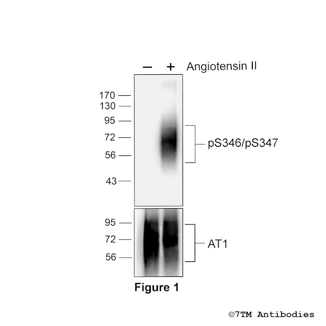 Phospho-Angiotensin Receptor 1 (Ser346, Ser347) Antibody in Western Blot (WB)