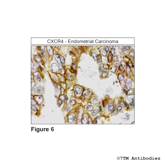 CXCR4, CXC Chemokine Receptor 4 Antibody in Immunohistochemistry (PFA fixed) (IHC (PFA))