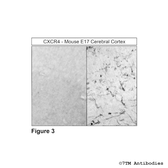 CXCR4, CXC Chemokine Receptor 4 Antibody in Immunohistochemistry (PFA fixed) (IHC (PFA))