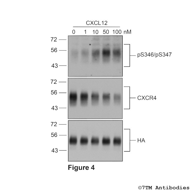 CXCR4, CXC Chemokine Receptor 4 Antibody in Western Blot (WB)