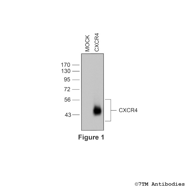 CXCR4, CXC Chemokine Receptor 4 Antibody in Western Blot (WB)