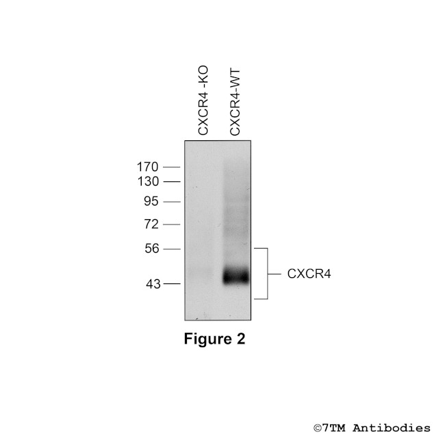 CXCR4, CXC Chemokine Receptor 4 Antibody in Western Blot (WB)