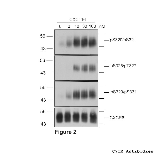 Phospho-CXC Chemokine Receptor 6 (Ser320, Ser321) Antibody in Western Blot (WB)