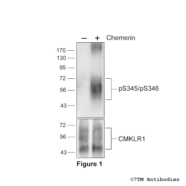 Phospho-Chemerin Receptor 1 (Ser345, Ser346) Antibody in Western Blot (WB)