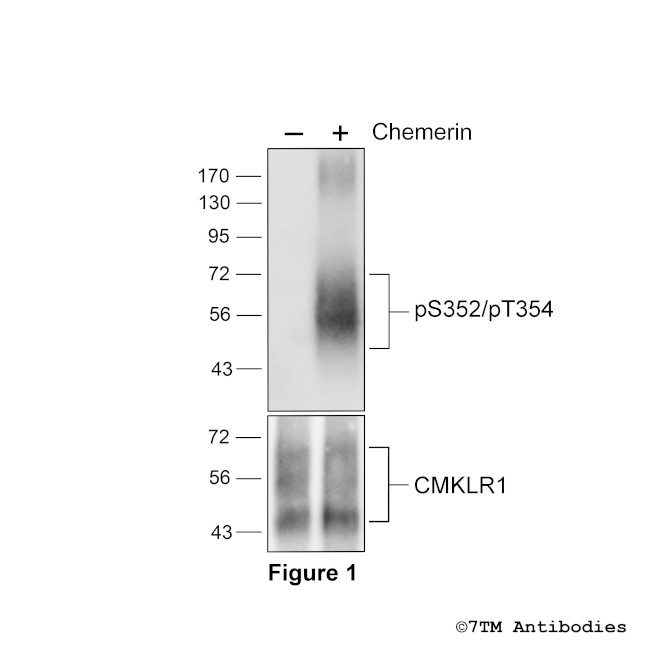 Phospho-Chemerin Receptor 1 (Ser352, Thr354) Antibody in Western Blot (WB)