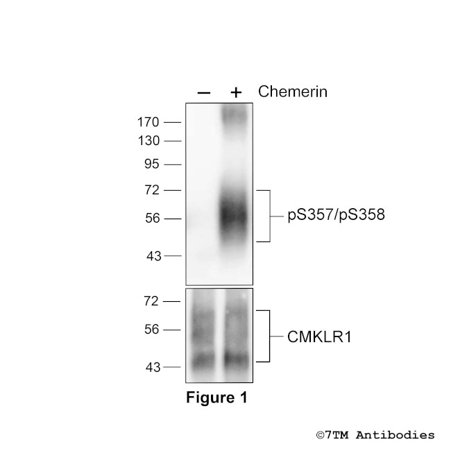 Phospho-Chemerin Receptor 1 (Ser357, Ser358) Antibody in Western Blot (WB)