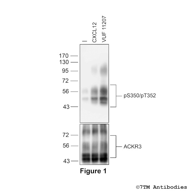 Phospho-Atypical Chemokine Receptor 3 (Ser350, Thr352) Antibody in Western Blot (WB)