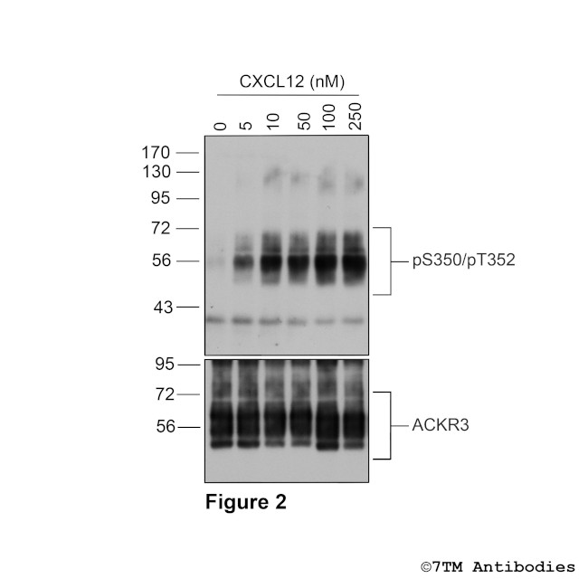 Phospho-Atypical Chemokine Receptor 3 (Ser350, Thr352) Antibody in Western Blot (WB)