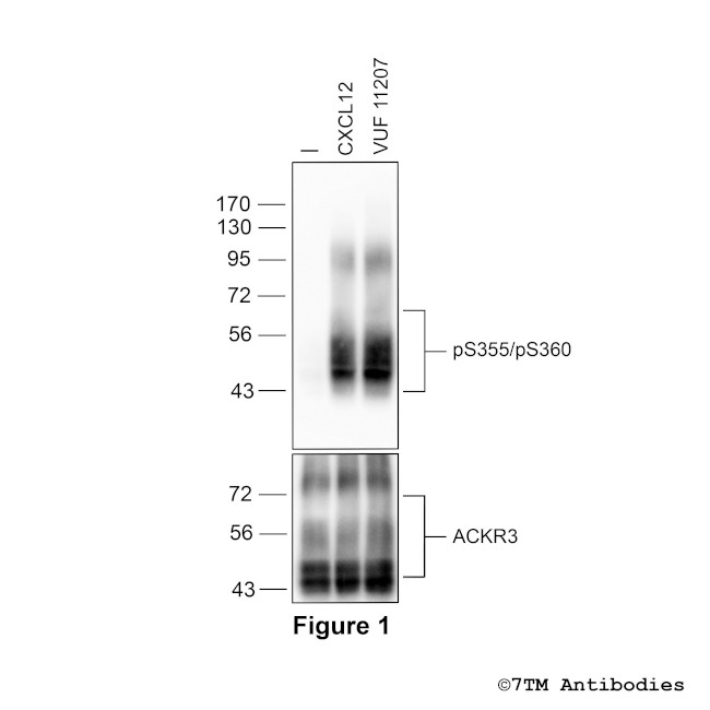 Phospho-Atypical Chemokine Receptor 3 (Ser355, Ser360) Antibody in Western Blot (WB)