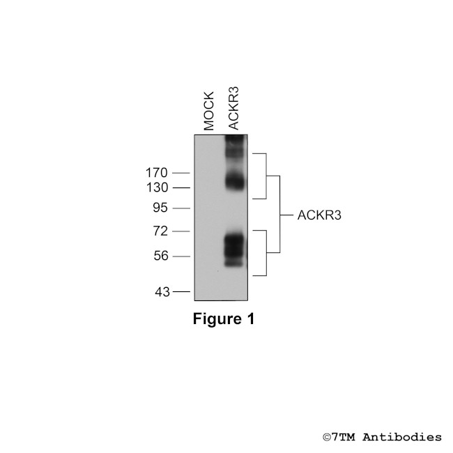 ACKR3, Atypical Chemokine Receptor 3 Antibody in Western Blot (WB)