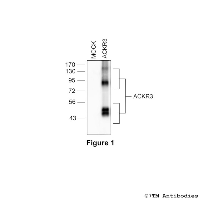 ACKR3, Atypical Chemokine Receptor 3 Antibody in Western Blot (WB)