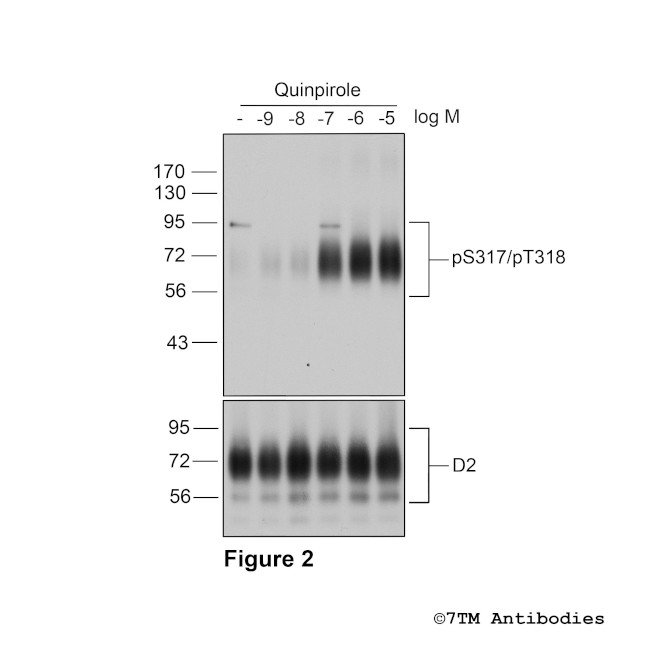 Phospho-Dopamine Receptor 2 (Ser317, Thr318) Antibody in Western Blot (WB)