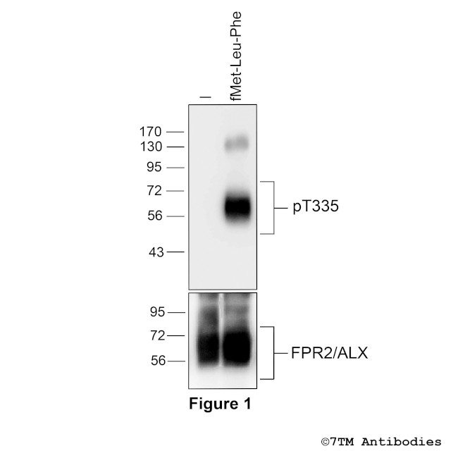 Phospho-Formylpeptide Receptor 2 (Thr335) Antibody in Western Blot (WB)