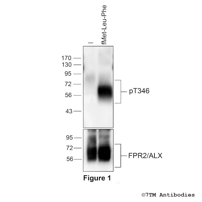 Phospho-Formylpeptide Receptor 2 (Thr346) Antibody in Western Blot (WB)