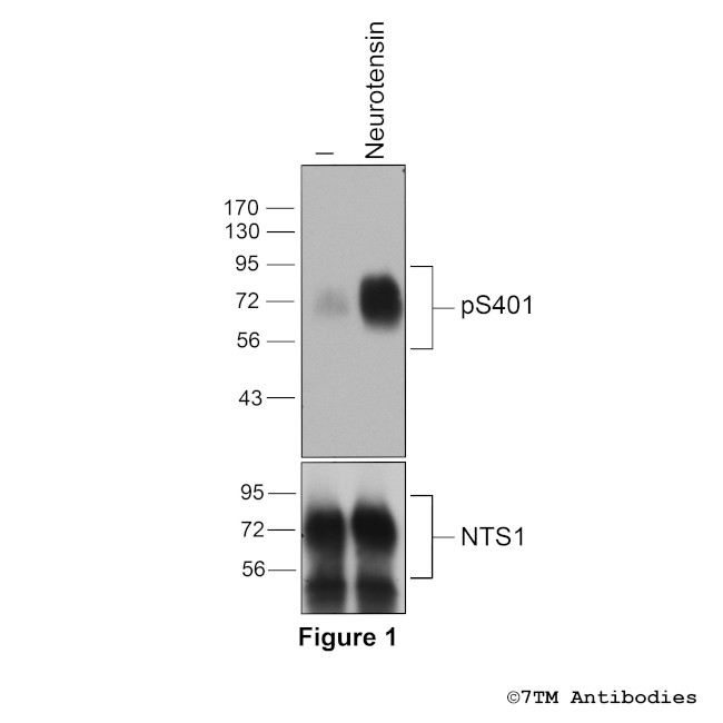 Phospho-Neurotensin Receptor 1 (Ser401) Antibody in Western Blot (WB)