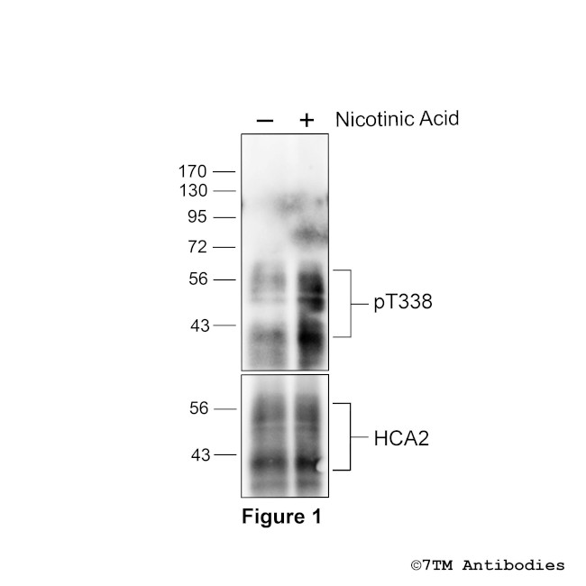 Phospho-Hydroxycarboxylic Acid Receptor 2 (Thr338) Antibody in Western Blot (WB)