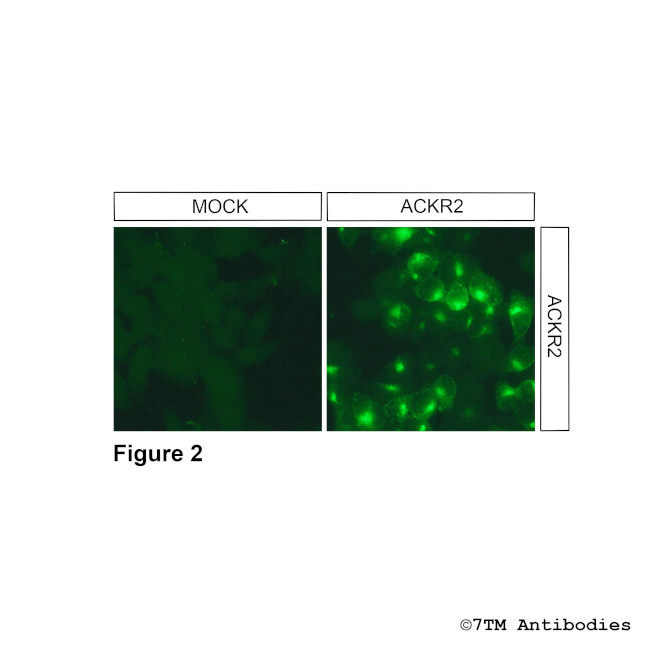 ACKR2, Atypical Chemokine Receptor 2 Antibody in Immunocytochemistry (ICC/IF)