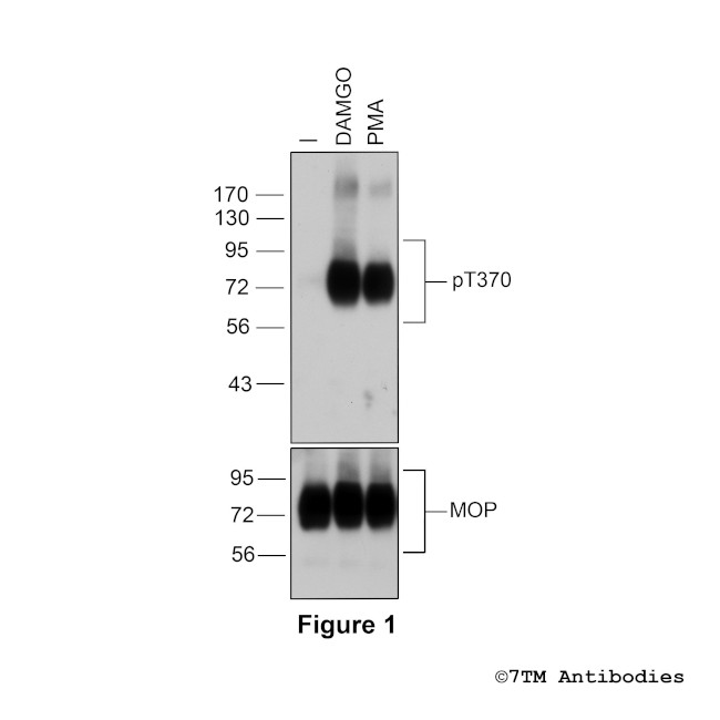 Phospho-mu-Opioid Receptor (Thr370) Antibody in Western Blot (WB)