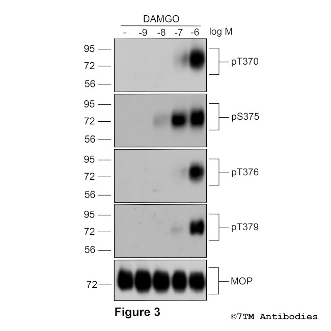 Phospho-mu-Opioid Receptor (Thr370) Antibody in Western Blot (WB)