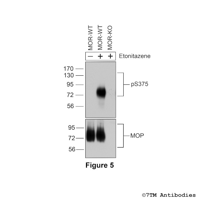 Phospho-mu-Opioid Receptor (Ser375) Antibody in Western Blot (WB)