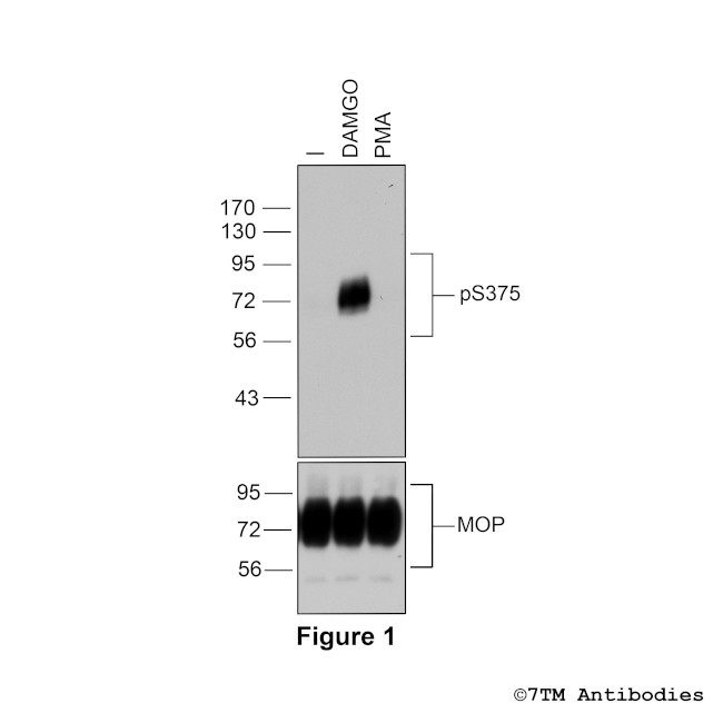 Phospho-mu-Opioid Receptor (Ser375) Antibody in Western Blot (WB)