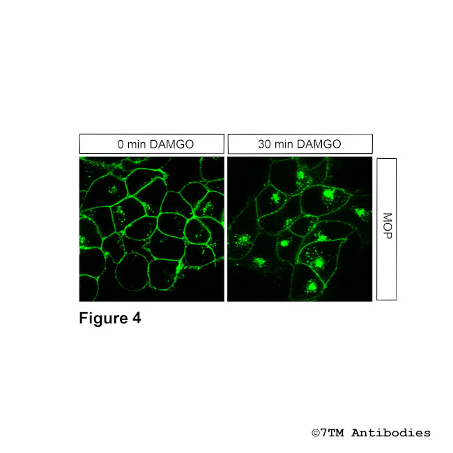 MOP, mu-Opioid Receptor Antibody in Immunocytochemistry (ICC/IF)