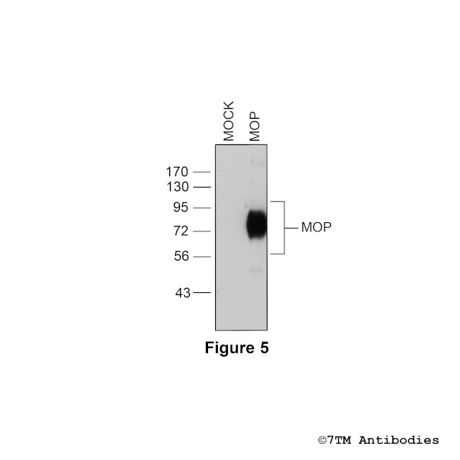 MOP, mu-Opioid Receptor Antibody in Western Blot (WB)