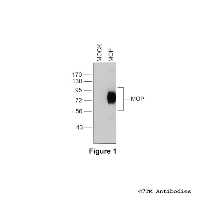 MOP, mu-Opioid Receptor Antibody in Western Blot (WB)