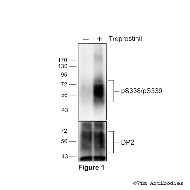 Phospho-DP2 Prostanoid Receptor (Ser338, Ser339) Antibody in Western Blot (WB)